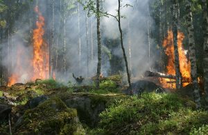 forest-fire-432870_1280